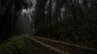 The sound of rain on forest leaves. Relax video for relaxation