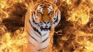 Epic Tiger Intro Template Green Screen Video No Copyright