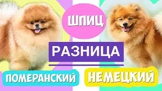 Шпиц Померанский и Немецкий | РАЗНИЦА