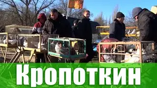 Птичий рынок. Кропоткин. [25.02.2024]