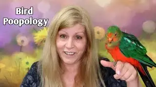 All about Pet Bird Droppings: How to Tell if your Bird is Sick