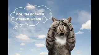 ⛵️Азоры: налог на кошек! Красота, красота, красота