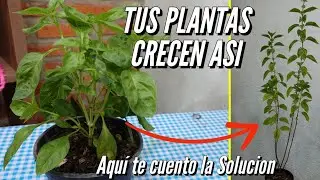 Por que se estiran los tallos de las Plantas | tu Planta solo tiene hojas en las Puntas | SOLUCION