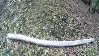 Кабаньи купалки в лесу /Bathing wild boars in the forest