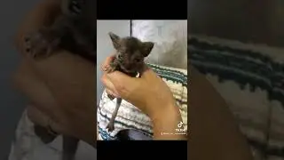 Спасение животных. Не бойтесь приютить бездомыша. Из гадких утят, они превращаются в лебедей.