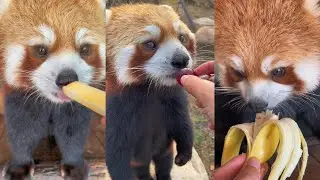 ASMR Red Panda Eating Fruits Compilation | Douyin