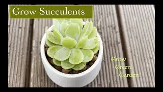 Grow Succulent in Leca balls