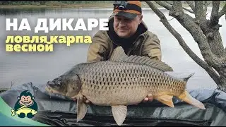 Ловля карпа весной на дикаре