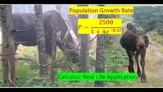 Exponential Model of Real Life Situation Moose Population Analysis with Curve Sketching Calculus MCV