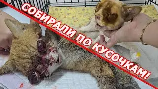 Какие страдания перенес кот, пока дожидался помощи?