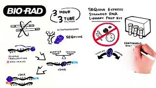 Introducing SEQuoia Express, a Novel Stranded RNA Library Prep Kit