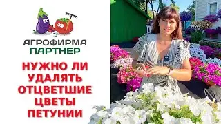 НУЖНО ЛИ УДАЛЯТЬ ОТЦВЕТШИЕ ЦВЕТЫ ПЕТУНИИ