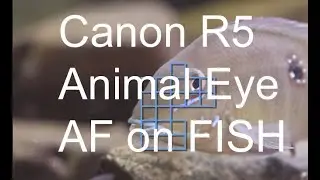 ANIMAL EYE AF of the CANON R5 will it work on FISH?