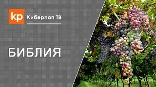 Вино в Библии.Винопитие
