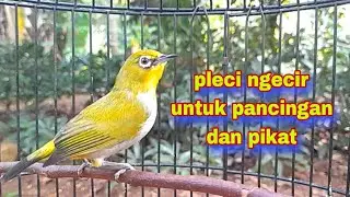 Pleci Ngecir untuk Pancingan Dan Pikat