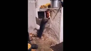 #short