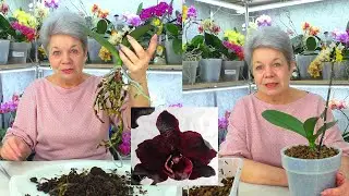Пересадите орхидею, только когда она готова для Новой жизни!  Орхидея Черный лебедь. НОВАЯ ЖИЗНЬ...