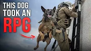 Dogs of War: K9 Operator Saves His Dog