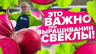 ВСЕ ЧТО НУЖНО ЗНАТЬ О СВЁКЛЕ! Выращивание свеклы