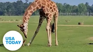 Giraffe takes a trip down to the ground to say hello to a baby deer | USA TODAY