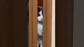 #3 Funniest Cats And Dogs videos 🐶🐱 