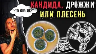 Дрожжи, плесень, кандида под микроскопом. Что опаснее?