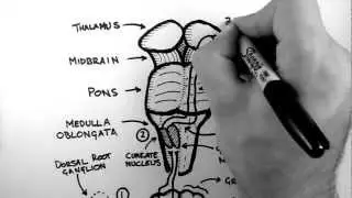 Spinal Pathways 2 - Dorsal Column - Medial Lemniscus Pathway