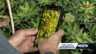 Yew Dell Botanical Gardens offering virtual workshop on smartphone photography