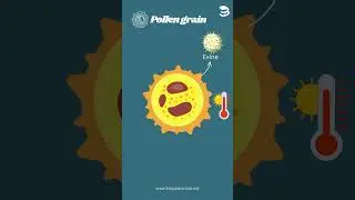 Pollen Grain Structure | Class 12 | NEET | Biology #biology #neet #ncert