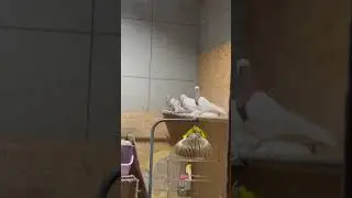 Принцесса пк Принц