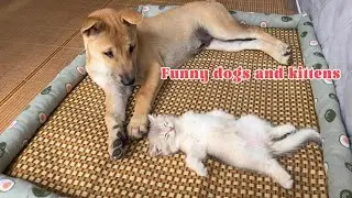 The dog suspects that the kitten is dead! How does the dog react?Dogs get sad.Funny and cute animals