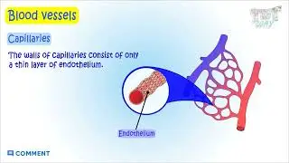 Blood Vessels | Capillaries | Heart | Blood Circulation | Science