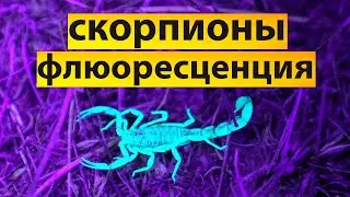 Veritasium - почему скорпионы флюоресцентные?  [Веритасиум на русском]