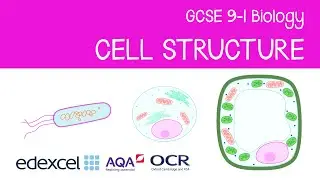 GCSE Biology: Cell Structure (prokaryotic, eukaryotic, and bacterial cells)