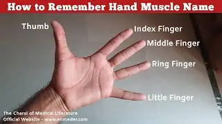 How to Remember Hand Muscle Name? | Upper Limb Anatomy | TCML