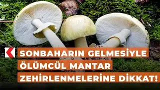 Sonbaharın gelmesiyle ölümcül mantar zehirlenmelerine dikkat!