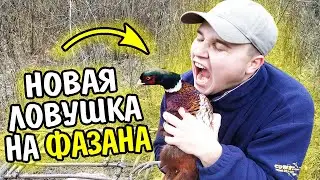 НОВАЯ ЛОВУШКА НА ФАЗАНА | ФАЗАН УШЕЛ! Ловушка сработала,фазан попался! Простая Ловушка для Фазана!