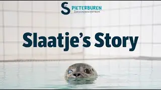 Slaatje's Story - The Rehabilitation Journey of a Harbour Seal Pup