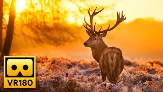 Beautiful Forest Wildlife in VR180 🦌 Deer & Elk - Relaxing VR Experience, Oculus , Apple Vision Pro