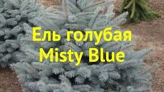 Ель голубая Мисти блю. Краткий обзор, описание характеристик picea pungens Misty Blue