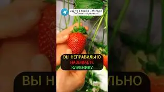 КЛУБНИКА - Неправильное Название для Ягоды! Настоящее ее название.. #клубника #земляника #Виктория