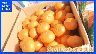 こたつでミカンの季節　愛にあふれる「柑橘ソムリエ」とは｜TBS NEWS DIG
