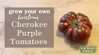 Sow Right Seeds | Cherokee Purple Tomato