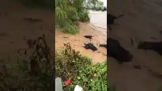Cattle in Flood | TN Flood 2021 | #CattleinFlood, #SaveCattle #Shorts