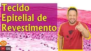 Tecido Epitelial de Revestimento - Conceito e Classificação - Tipos de Revestimento