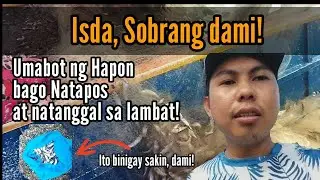 Sa Daming Nahuling ISDA Umabot Ng Hapon bago natapos at Natanggal sa Lambat!