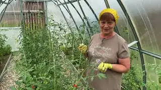 Томаты во время цветения. Сколько лить удобрений. Отвечаю на вопросы.