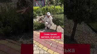 Сосна гірська Бенджамін, щеплена, на штамбі #садівництво #garden #садсвітласвітлани #хвойні