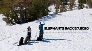 Ski Touring Elephants Back during Covid 19 with Lindsey & The Portuguese Water Dogs