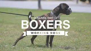 ALL ABOUT BOXERS: WORKING DOGS